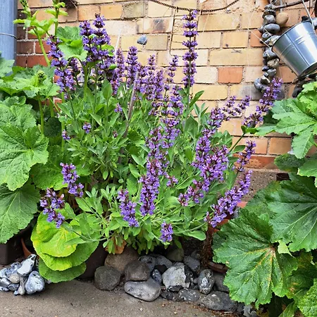 Sonnige Hafen In Διαμέρισμα *