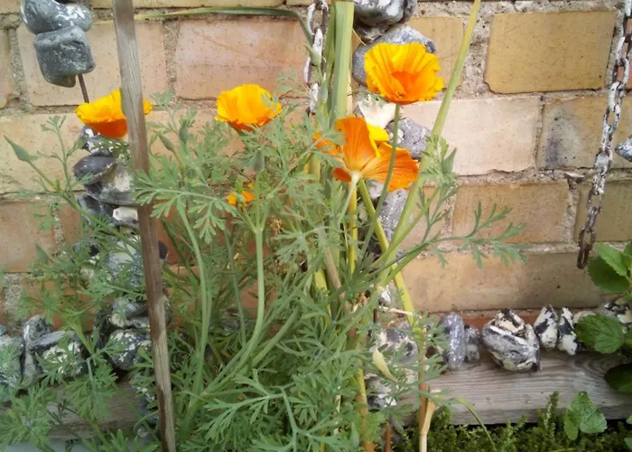 Apartment Sonnige Hafen In *